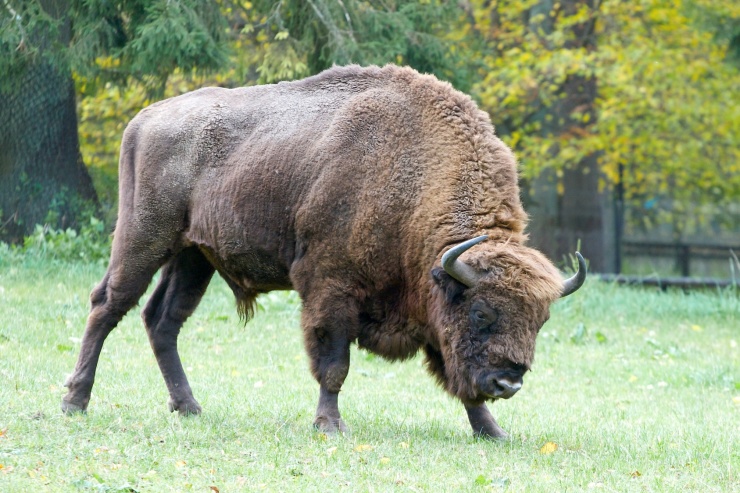 Bialowieza Bison Zoo